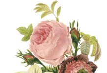 Pierre-Joseph Redouté – Blumen aus Leidenschaft Pierre-Joseph Redouté